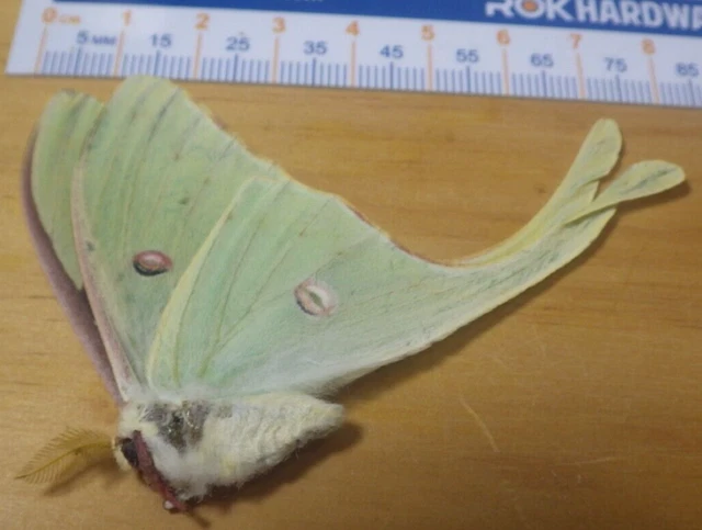 Male Luna Silk Moth Actias luna Saturniidae Lepidoptera Southeast Texas J14