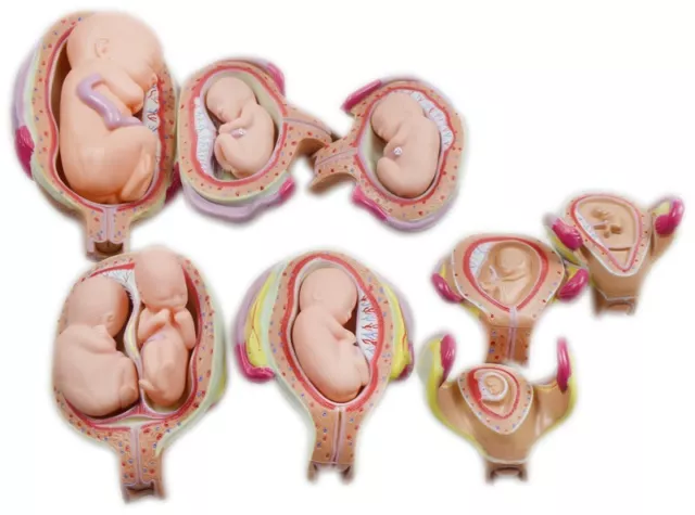 Anatomical Human Fetal Model Baby Fetus Foetus Twins Pregnancy Teaching Parts