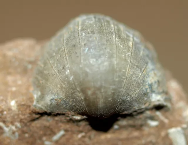 Bekkerina dorsata   -Upper Ordovician  brachiopod from Estonia