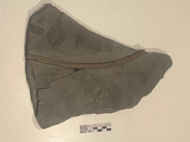 Große Ichthyosaurier Rippe aus Posidonienschiefer von Holzmaden