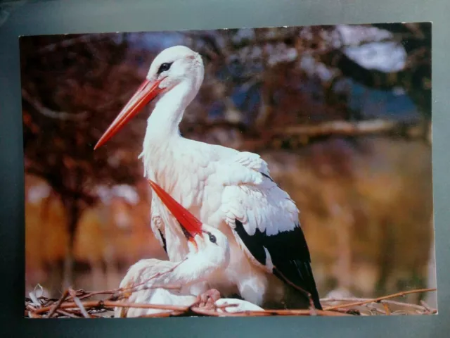 Cpm Carte Postale Alsace Parc Des Cigognes Hunawihr Éditions Mage