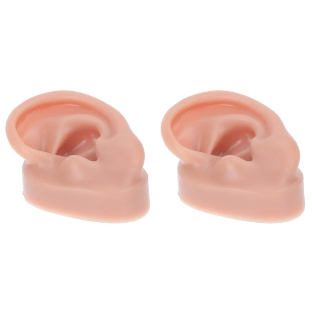 2 Pcs Modell Ohrmodell Menschliches Werkzeug Menschlicher Körper