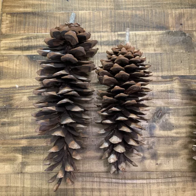 2 conos de pino grandes de 13"" y 16""