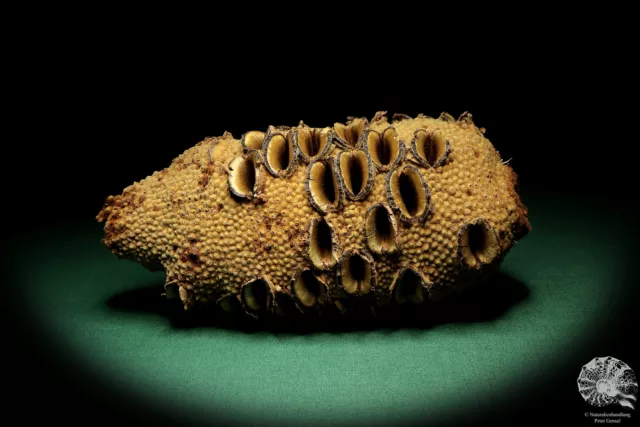 Banksia grandis Australia árboles de plata recientes frutos secos frutos secos