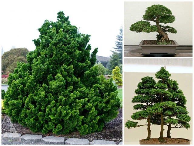Bonsai Cupressus Sempervirens - Bonsai Cipresso - H 40-45 Cm Vaso 19 Cm - Foto 8