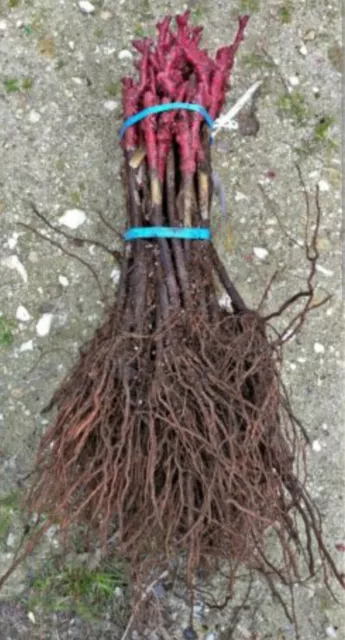 Grape cuttings ROOTED. SEEDLESS.3 Alive Grape Tree Plants . RED+WHITE+BLACK.