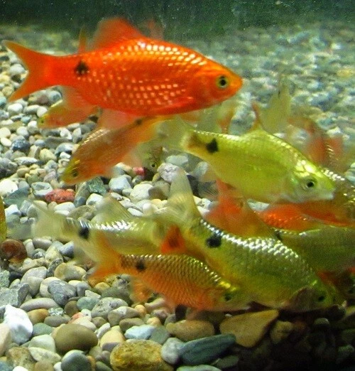 Rosy Barb LIVE FISH Read Description