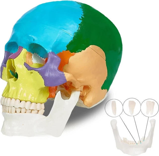 LIFE SIZE COLORFUL Human Skull Model Anatomical Anatomy Medical