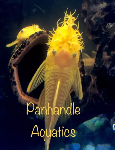 Guaranteed Pair L144 Lemon Blue Eye Bristlenose Pleco ancistrus SP