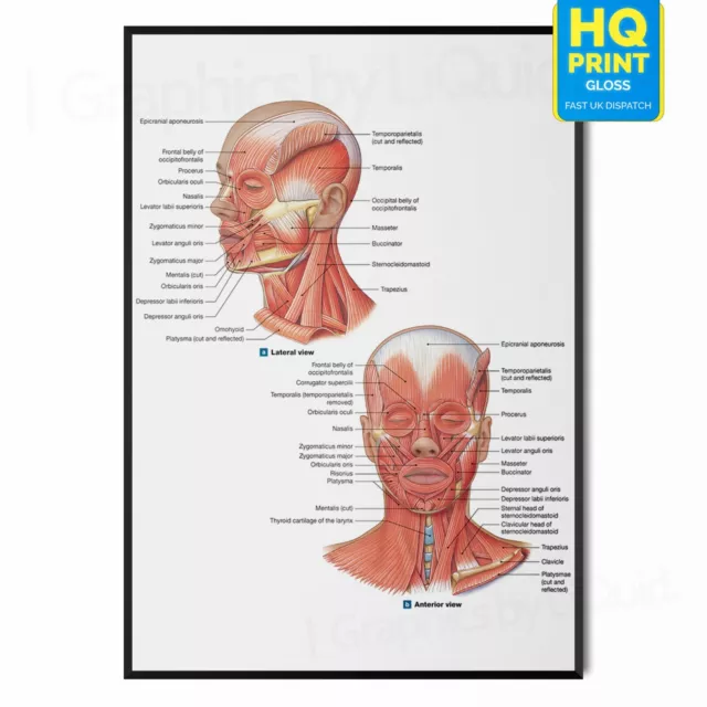 FACIAL MUSCLE Human Face Anatomy Detailed Axial Muscle POSTER  *LAMINATE* A4 A3