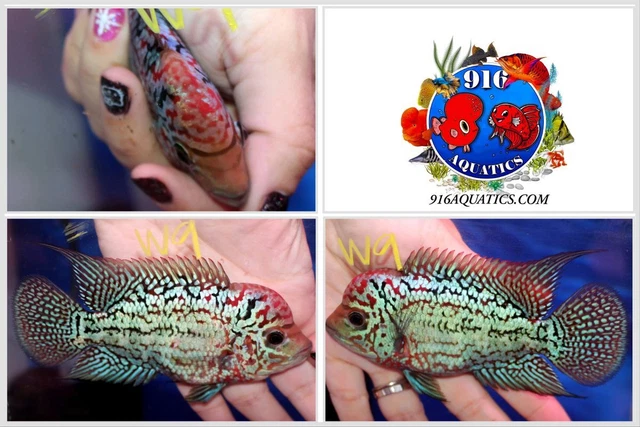 3.5 Inch King Kamfa Live Flowerhorn #W9