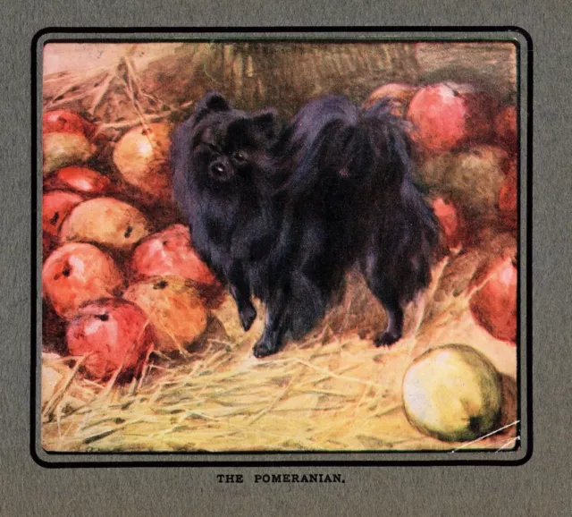 Antique Pomeranian Print c1920 Vernon Stokes Art Illustration  4872f