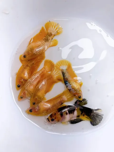 Betta Live Fish Female X1 Yellow Fancy HMPK Sorority Or Breeding - High Quality