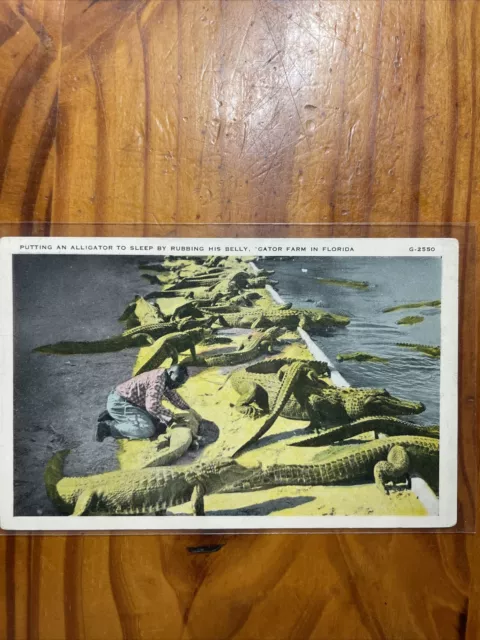 Black Americana Postcard Putting An Alligator To Sleep By Rubbing His Belly