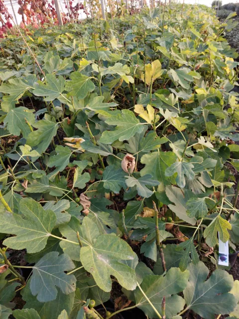 Feigenbaum Ficus carica Signora ca.60 cm Feige