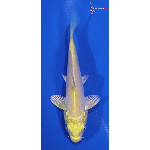 3.5" LEMON HARIWAKE Koi live fish standard fin nextdaykoi NDK