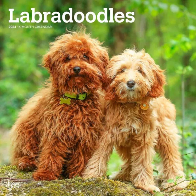 Browntrout Labradoodles 2024 12 x 12 Wall Calendar w