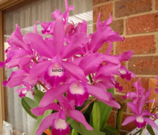 Orchid - Cattleya Minerva