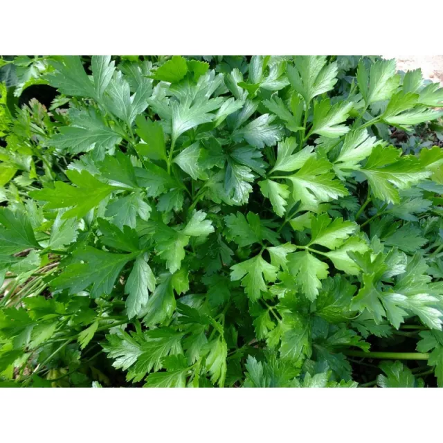 Lot de 500 Graines de Persil Gigante D'Italie - Plante très parfumée - Garantie