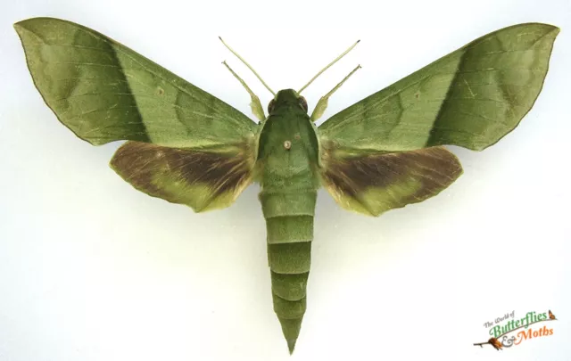 Xylophanes tyndarus Green hawk moth SET x1 A1- Entomology insect specimen *NICE*