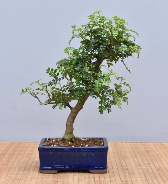 Bonsai Indoor, Szechuanpfeffer (Zanthoxylum piperitum) 24006 | Bonsai-Müller