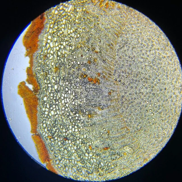 19th c J.D. Moller Microscope Botanical Slide Ratahia Root Radix Ratanhiae