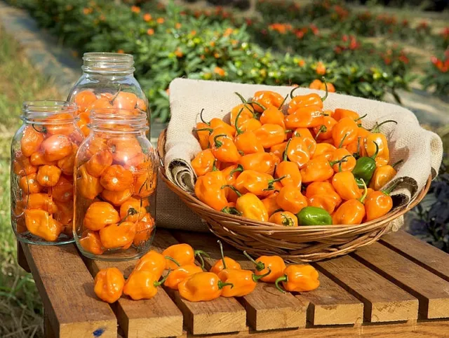 Semi Di  Habanero Orange -Arancione 30 Semi+ Guida Alla Coltivazione Peperoncino