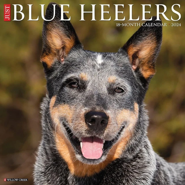 Solo Blu Heelers - 2024 Calendario da Parete - Nuovo - 32565
