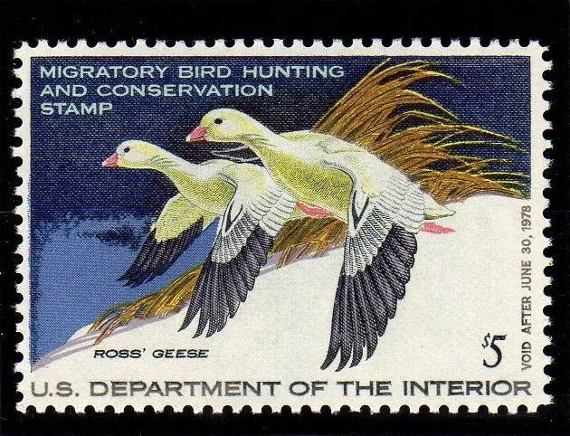 Us Scott #Rw44 Mint Never Hinged 1977 Ross Geese Federal Duck Hunting Stamp