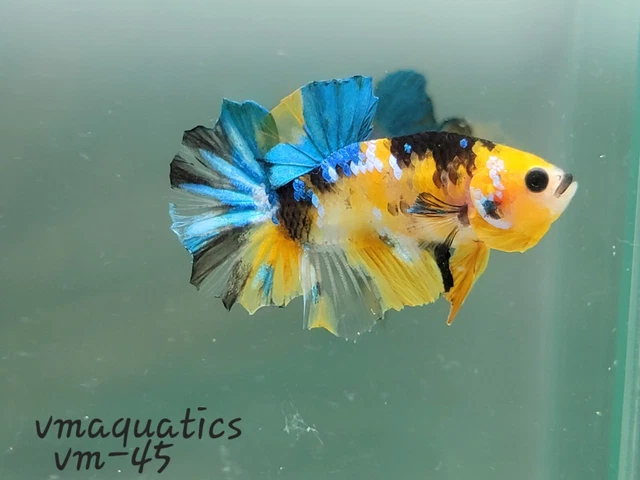 LiVE Betta HMPK Male Yellow Tiger (Imported) v-45