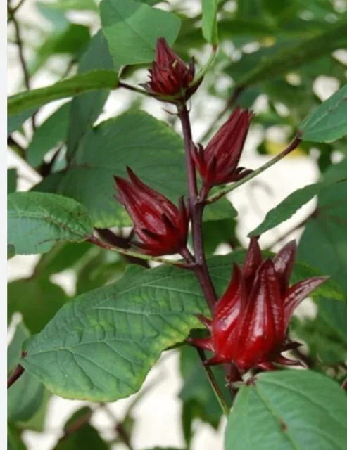 ROSELLE .Hoilfa,Chukur,chukai   Tok shak  60 seeds