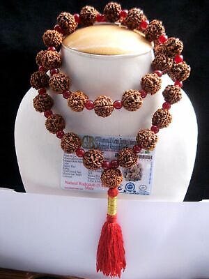 5 Mukhi Rudraksha 5 Face Rudraksh 18-20 mm Nepal beads Kantha Mala LAB CERTIFIED