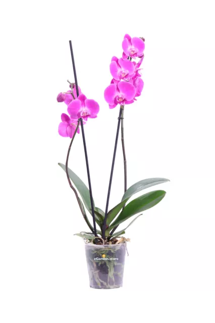 Pianta di Orchidea Phalaenopsis Deco vera fiori vari colori da arredo interno