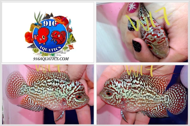 3.5 Inch King Kamfa Live Flowerhorn #W17