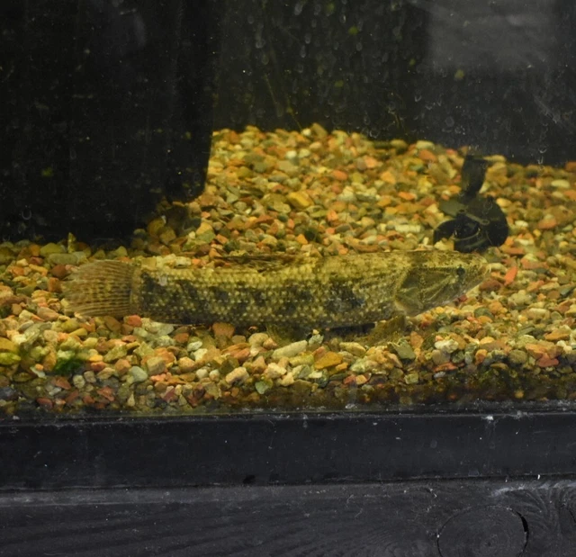 Live 8-9" Colombian Wolf Fish Large Freshwater Aquarium Fish *PLS READ DESCR* 2