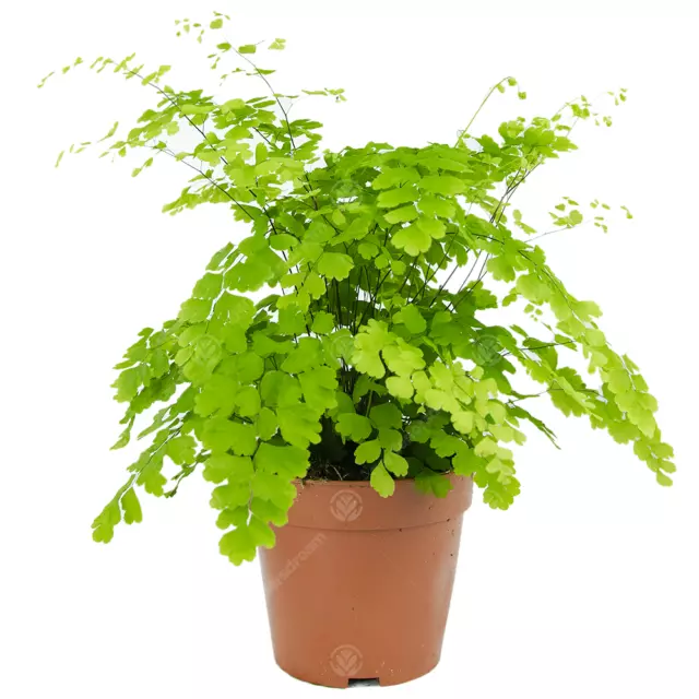 Adiantum raddianum Fragrans Maidenhair Fern Live Indoor Houseplant in 12cm Pot