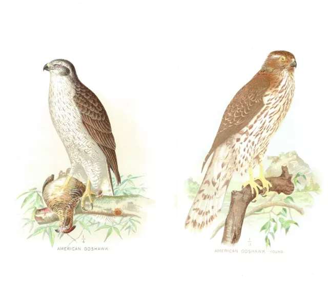 Antique RARE Two (2) 1897 Chromolithographs Young & Adult American Goshawk