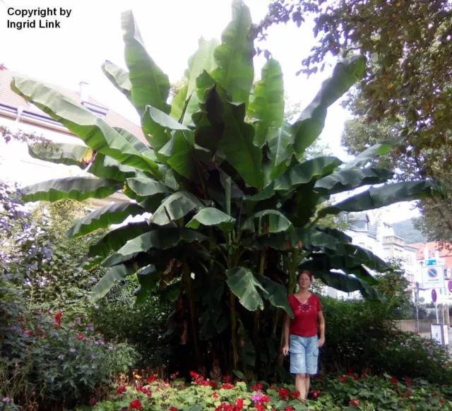 SAMEN Sagenhafte Riesen-Bananen-Palme, robust und winterhart, für den Garten