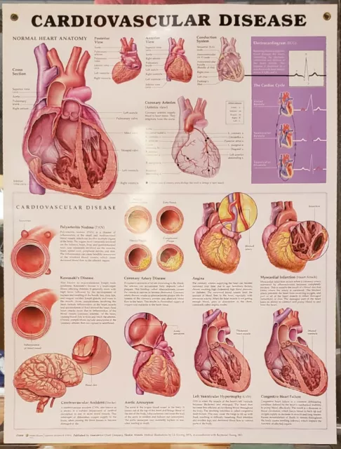 Anatomical Charts, Cardiac, Respiratory, etc. Diseases and Disorder- Lot of 12 3