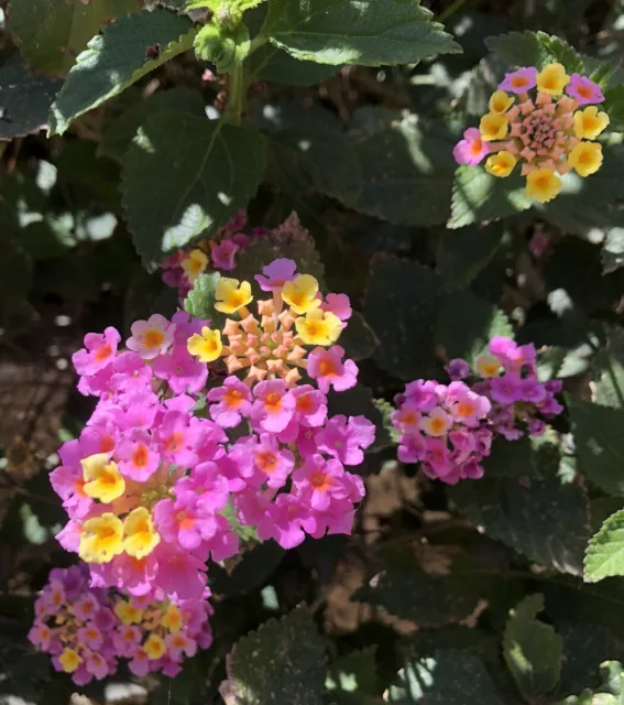 Wandelröschen Samen Lantana Camera Magenta-gelb