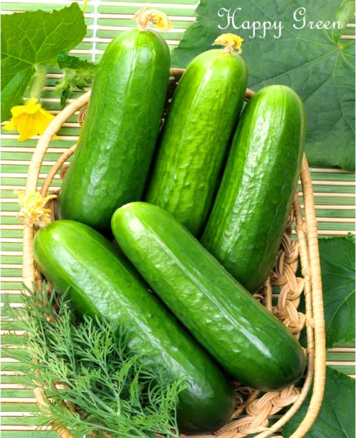 VEGETABLE - CUCUMBER GREENHOUSE - 25 SEEDS - Only 35 days to first harvest