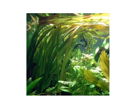 Lot de 6 Vallisneria gigantea plantes aquarium