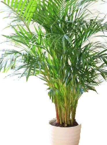 Bergpalme Palmen zur Verbesserung des Raumklimas Mittel gegen Schadstoffe Exoten