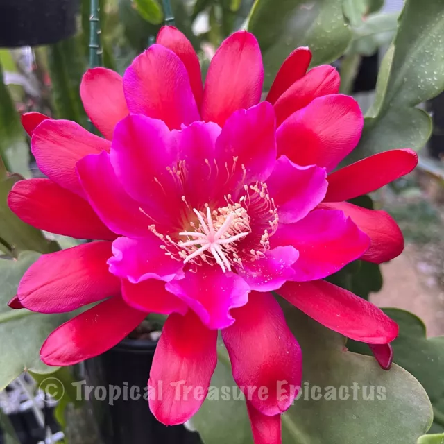 Epiphyllum 'RADIANT FIRE' EpiCactus - ROOTED cutting - ESA Registered