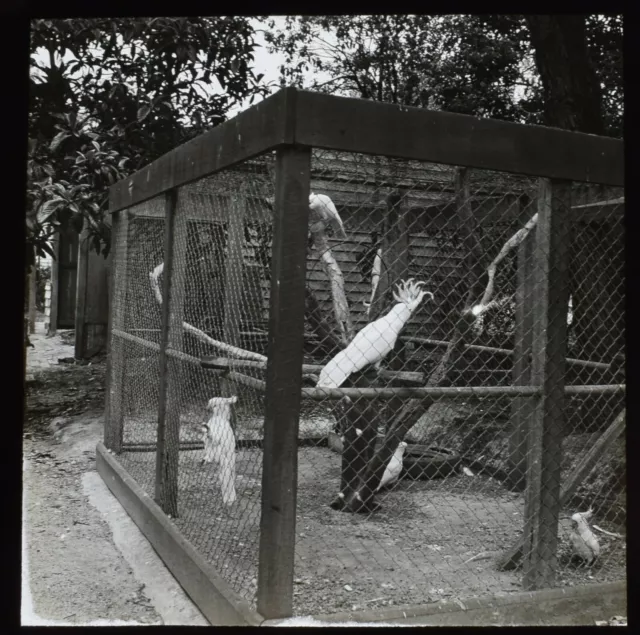 Magic Lantern Slide COCKATOOS AT TAILWAGGERS VICTORIA C1949 PHOTO AUSTRALIA CLUB