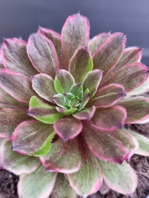 Aeonium Fendai