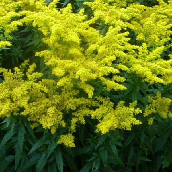 Solidago ou verge d'or 5 plants