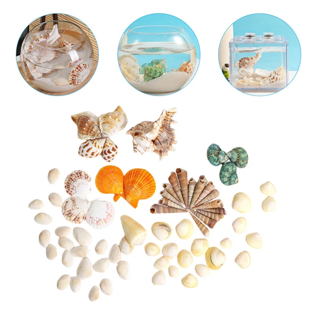 Décoration aquarium en coquillage Décoration aquarium en coquillage