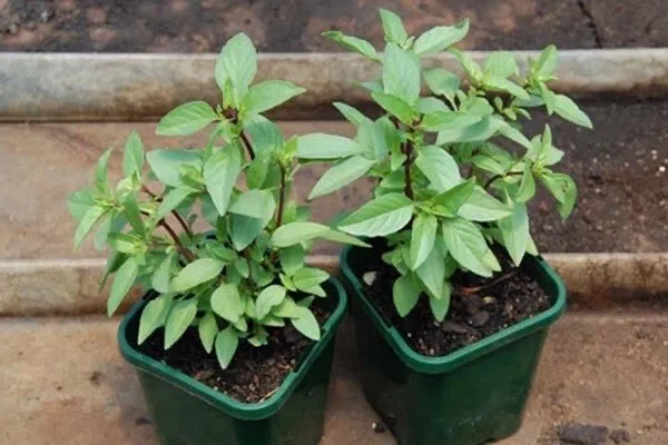 3 Organic Home grown 12 Inch Thai Basil live plant #rauque