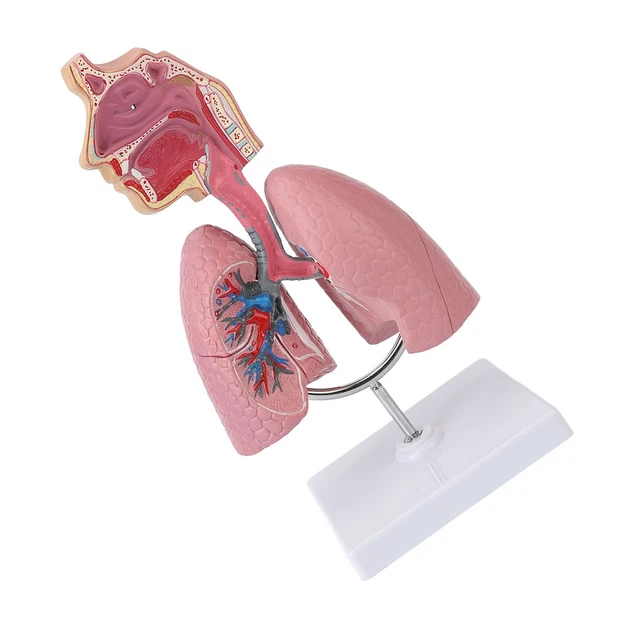 ­RESPIRATORY SYSTEM MODEL With Removable Heart Human Lung Anatomical ...
